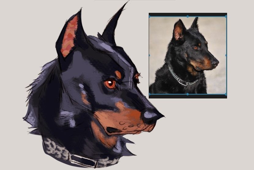 Doberman sketch with messy cold tones highlights, next to the real reference