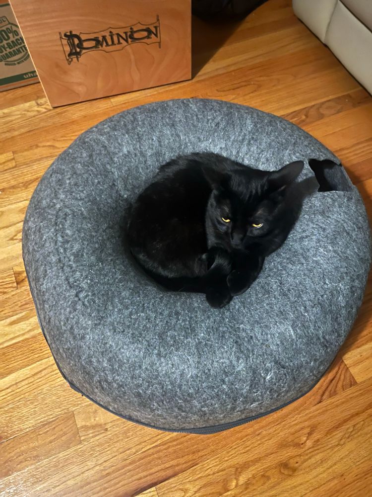 Black domestic shorthair cat with orange eyes curled up in the center “hole” of a gray cat “donut” which is on a wooden floor.  