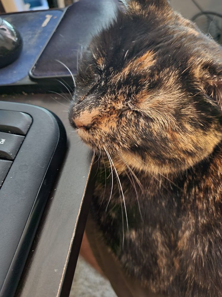 Tortoiseshell cat falling asleep next to a keyboard. 