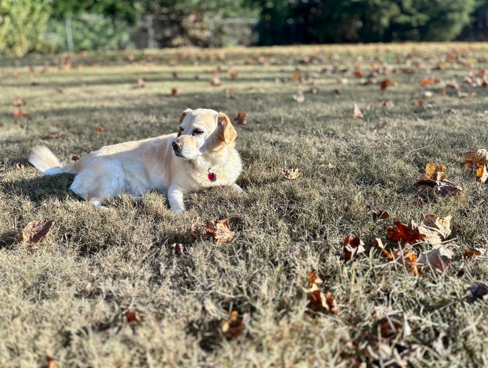 A photo of Anwyn, the yellow Corgidor, lounging in the fall brown grass with leaves all around her. She’s slightly squinty because the sun is so bright.