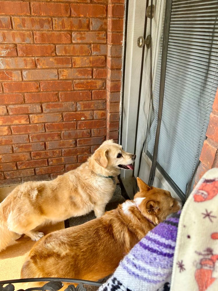 A photo of Anwyn, the blonde Corgidor, on the left and Feferi, the red and white Corgi, on the right facing the closed backdoor but begging to go back inside.