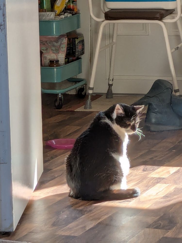 A plump black and white cat sitting in an oblong box of sunshine, he is glancing down to his right, his whiskers shining 
