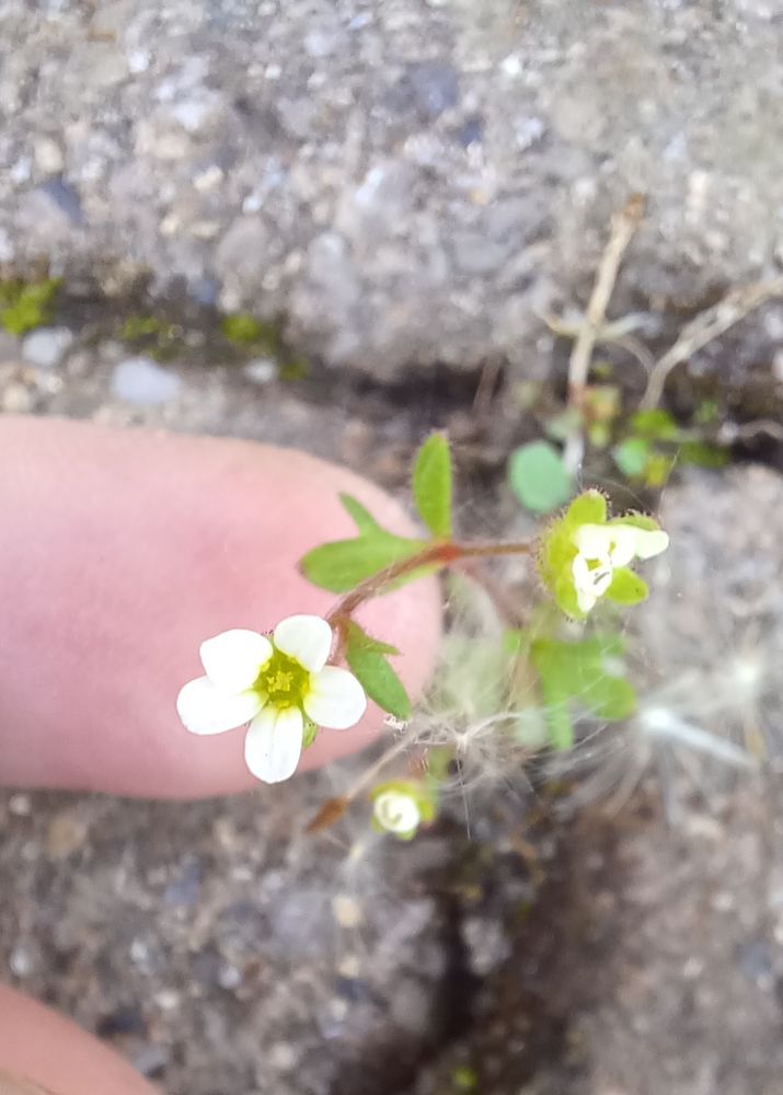 Rue-leaved saxifrage.