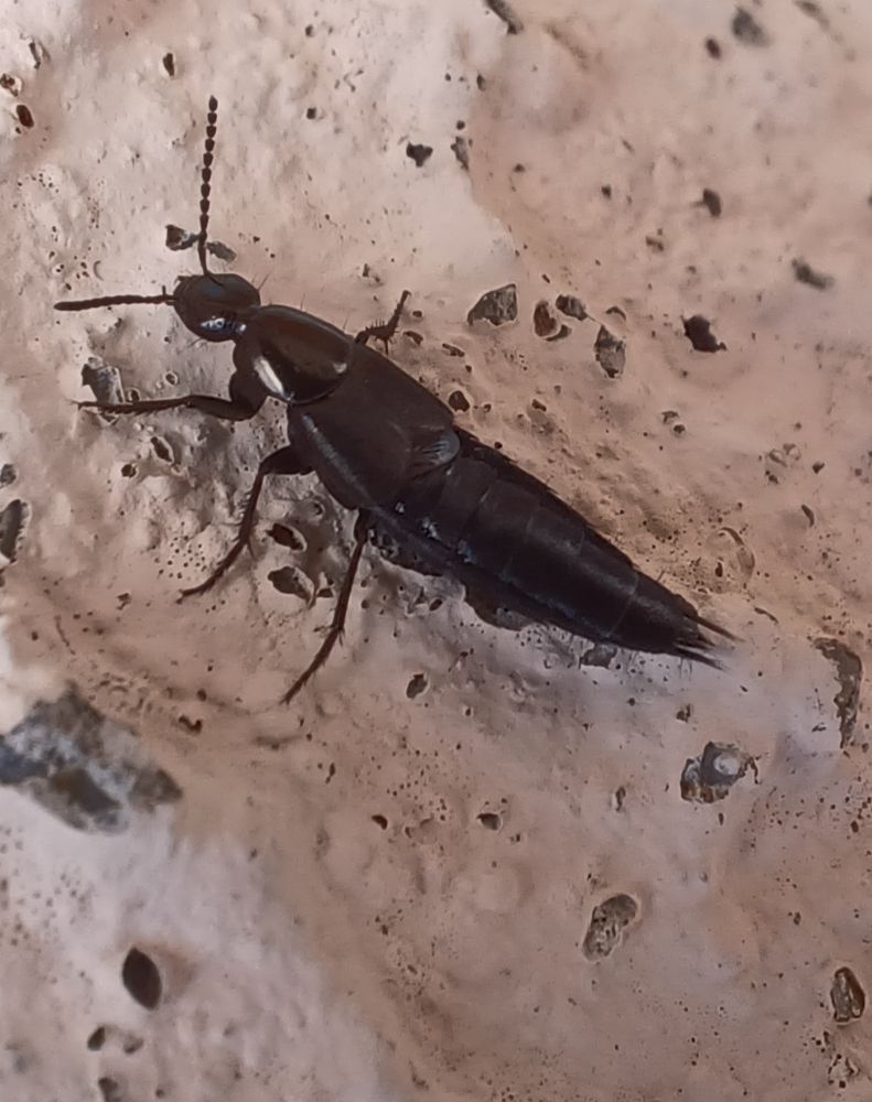 Devil's coach horse beetle