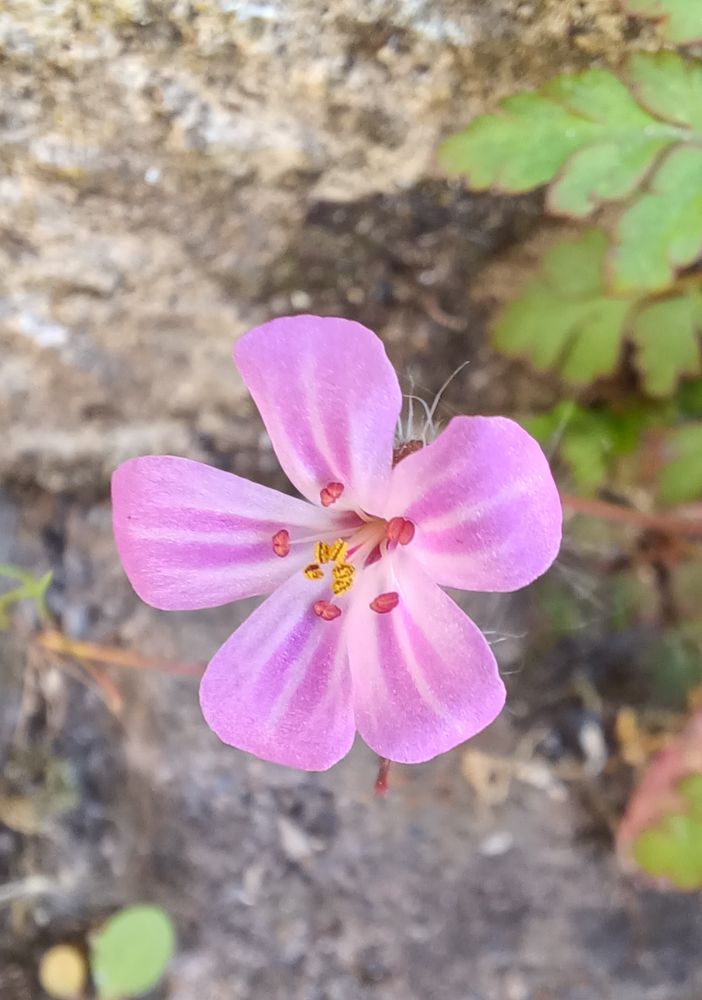 Herb Robert