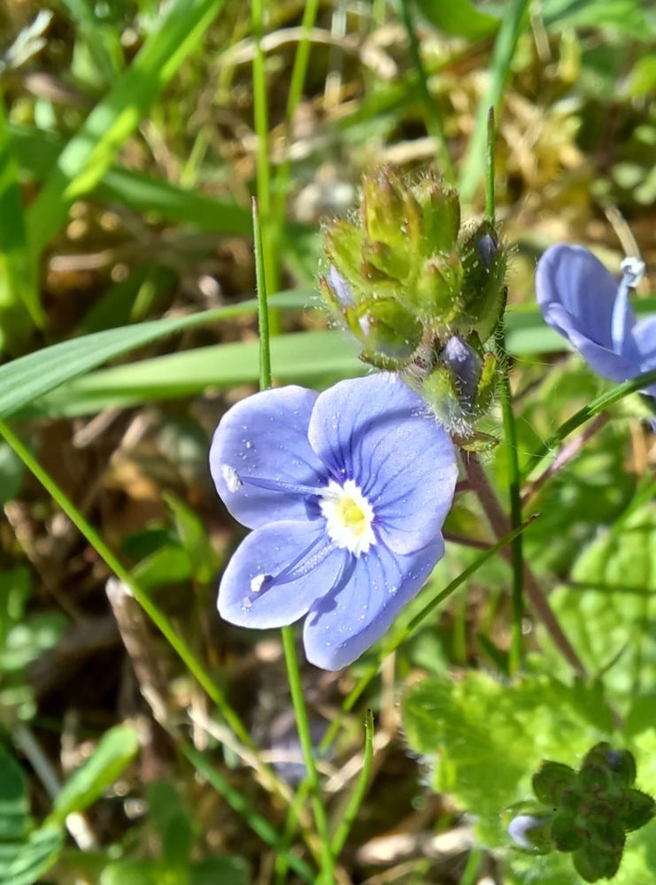 Speedwell 
