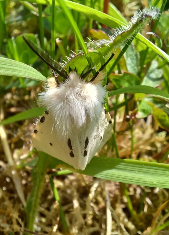 Male muslin moth