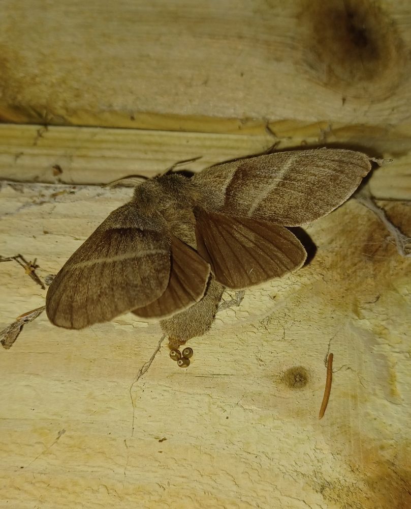 Fox moth laying eggs