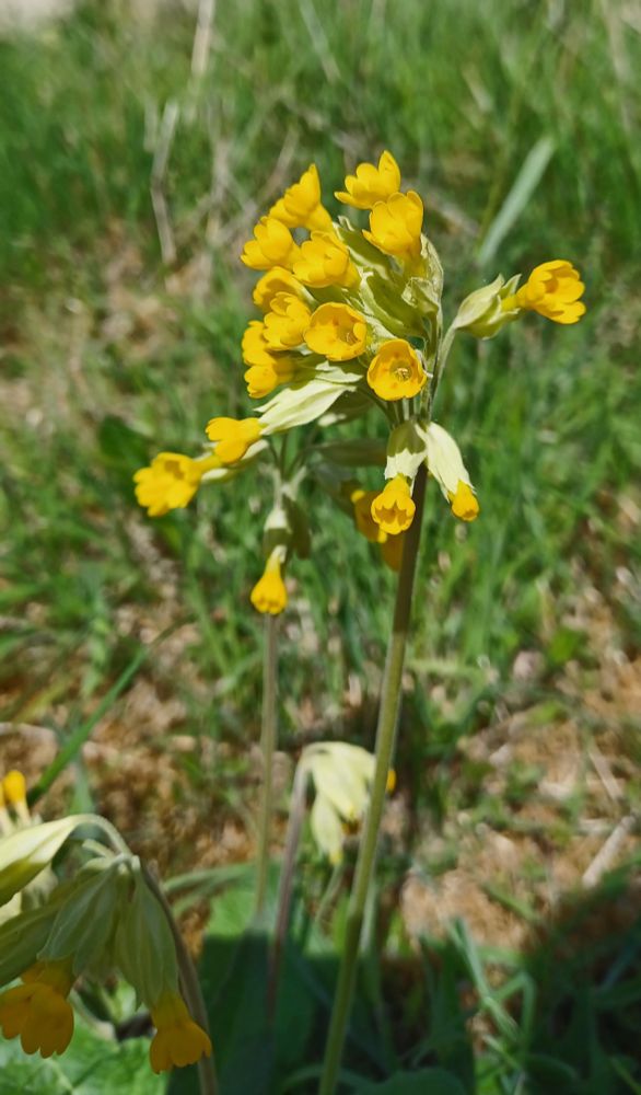 Cowslip