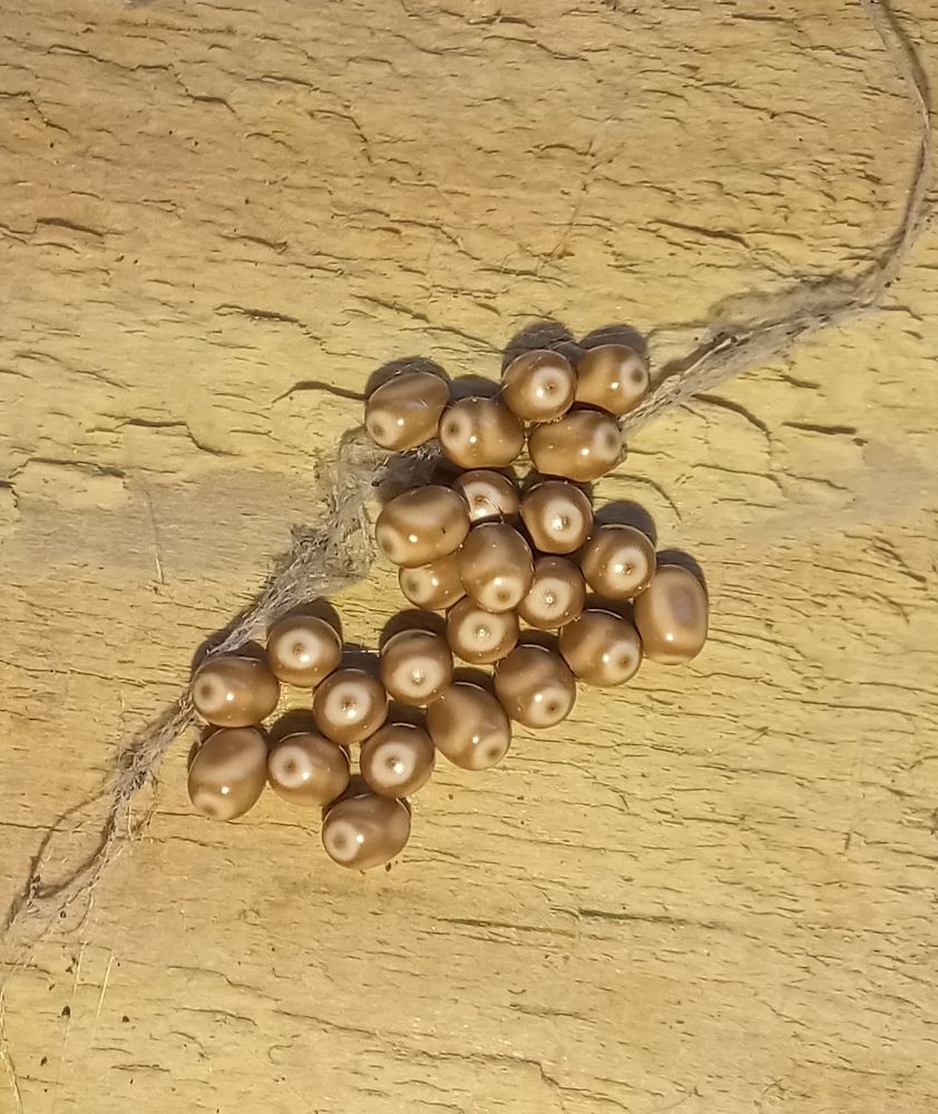 Fox moth eggs