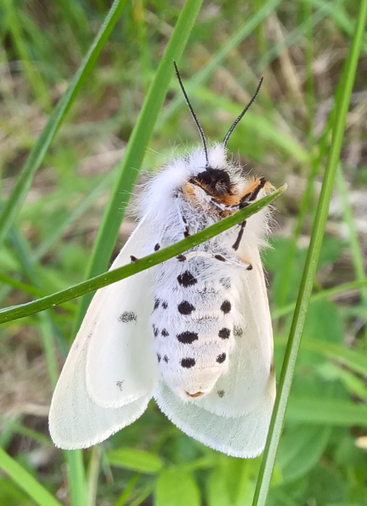Female muslin moth
