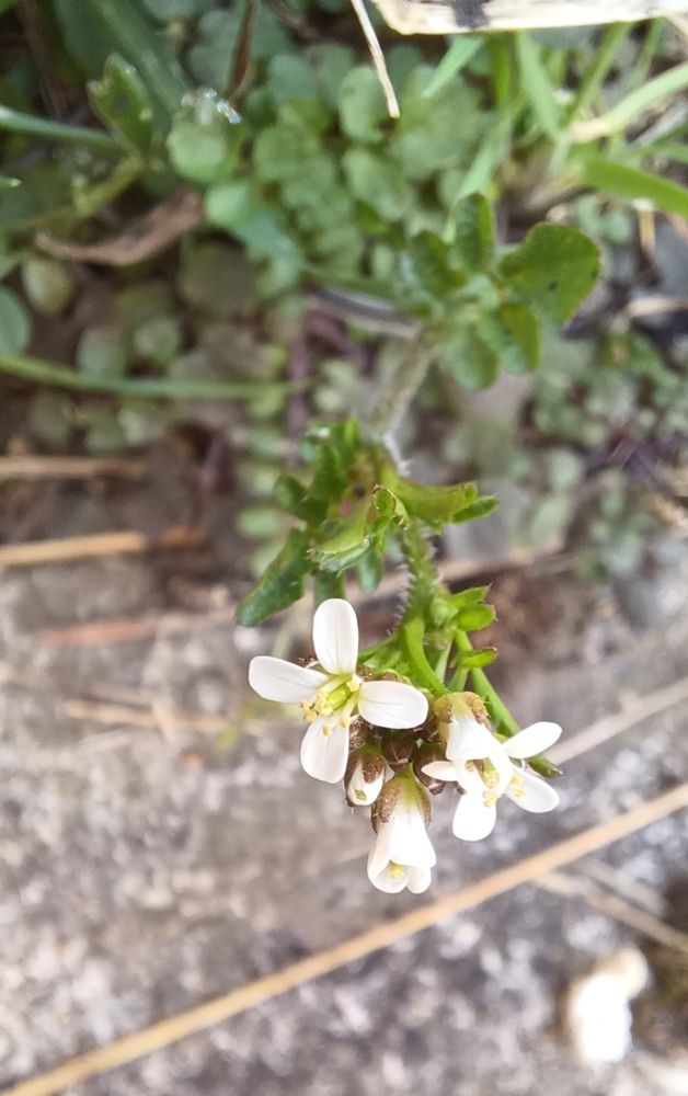 Wavy bitter-cress