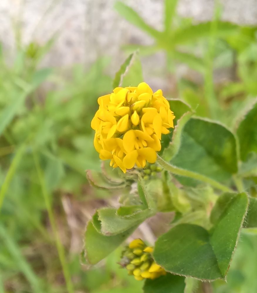 Black Medick