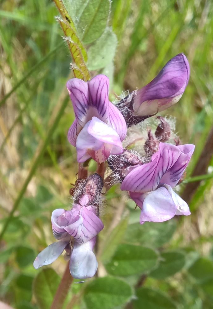 Bush Vetch