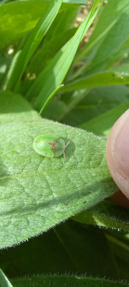 Thistle tortoise beetle