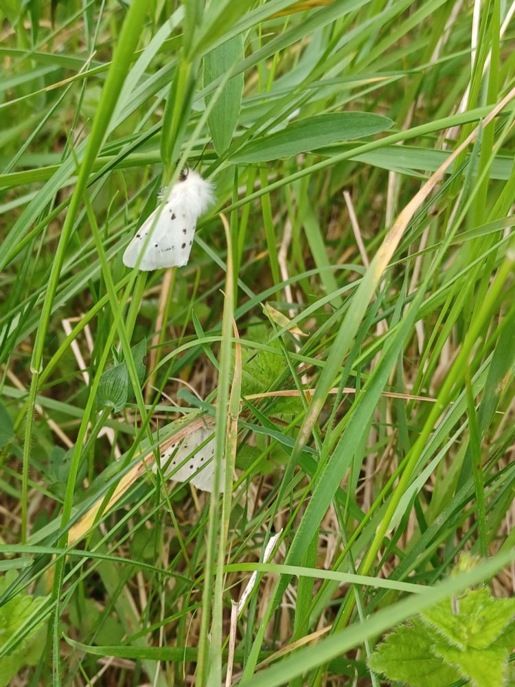 Two female muslin moth