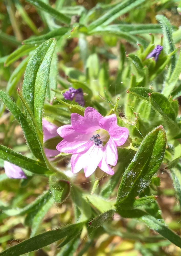 Cut-leaved crane's-bill