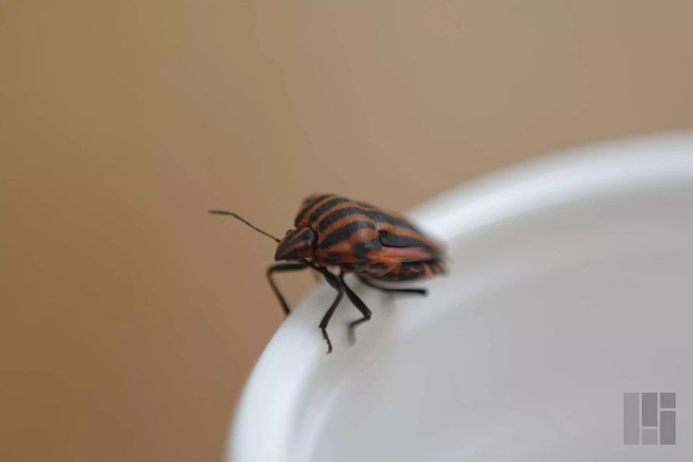 Photo taken on August 20, 2018 with my NIKON D5200 using the AF Nikkor 50mm f/1.8D (i) lens. Find more information at https://gommadigitale.com/photo/20-08-2018/47