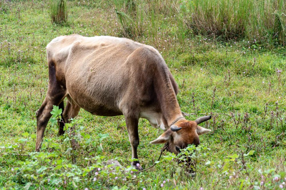 Photo taken on December 11, 2019 with my NIKON D5200 using the AF-S DX VR Zoom-Nikkor 18-105mm f/3.5-5.6G ED lens. Find more information at https://gommadigitale.com/photo/11-12-2019/762