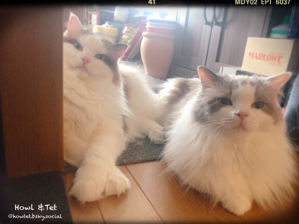 モフたち♡