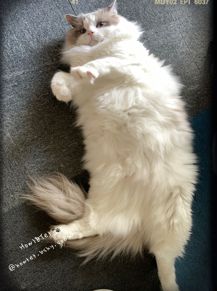 ハウルのおはようスタイル🐾✨