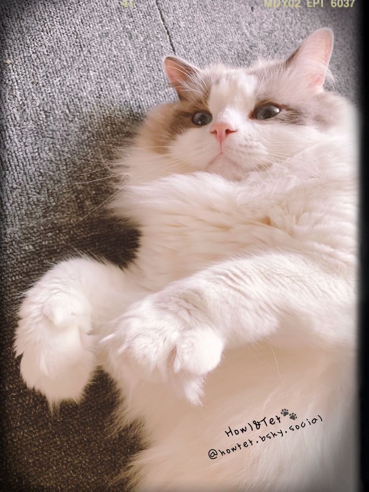 Airグーパー派🐾
毛布にh興味ない...😅