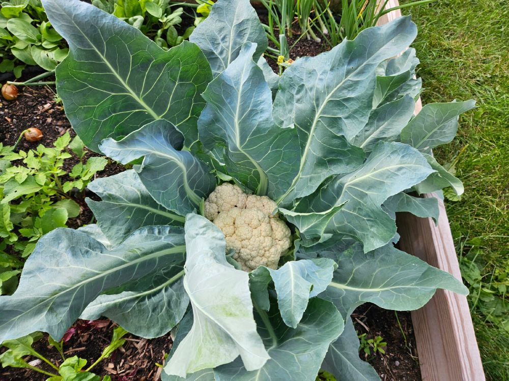 A head of cauliflower in a large plant