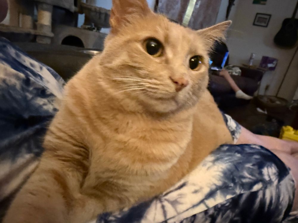 Cat is Hobbesy. We thought she was a boy when she was named. 🤷🏼‍♀️😄