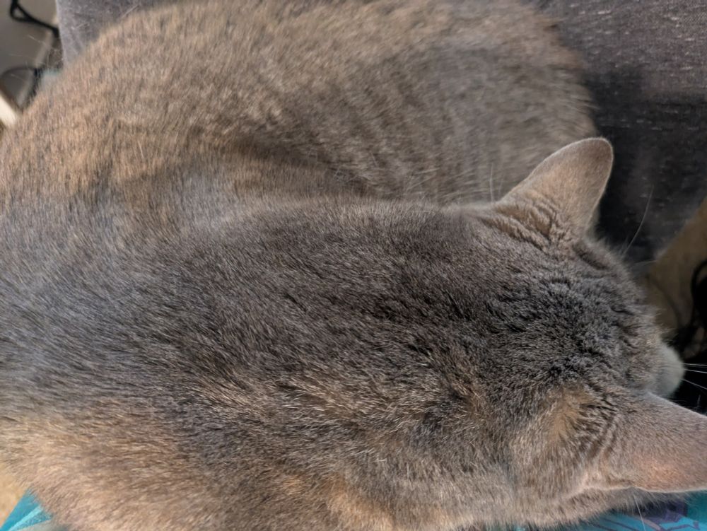 My cat laying on my lap