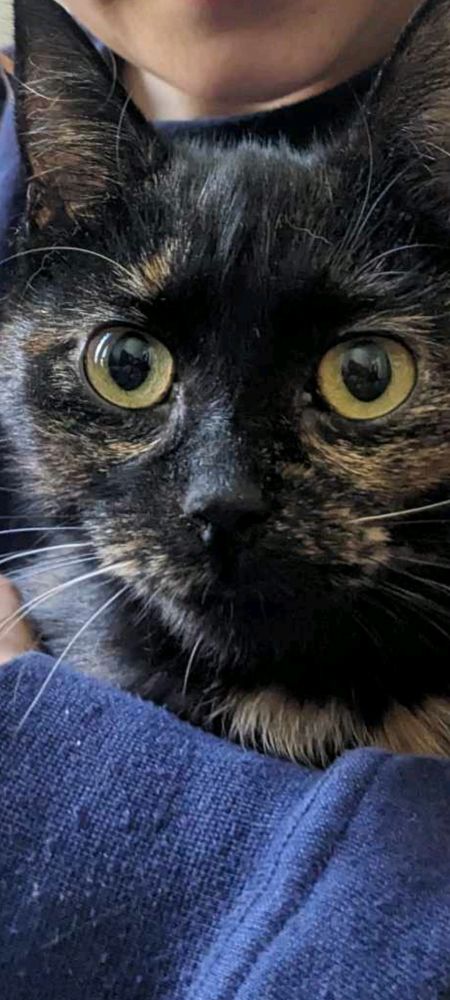 Petit chat très mignon  en gros plan