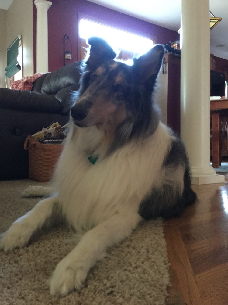 Beautiful blue merle rough collie with one ear up and one down. 