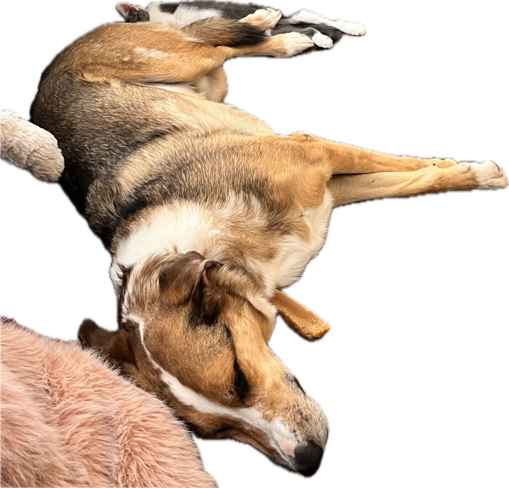 A cat is sleeping with her nose right ather dog’s butt. 