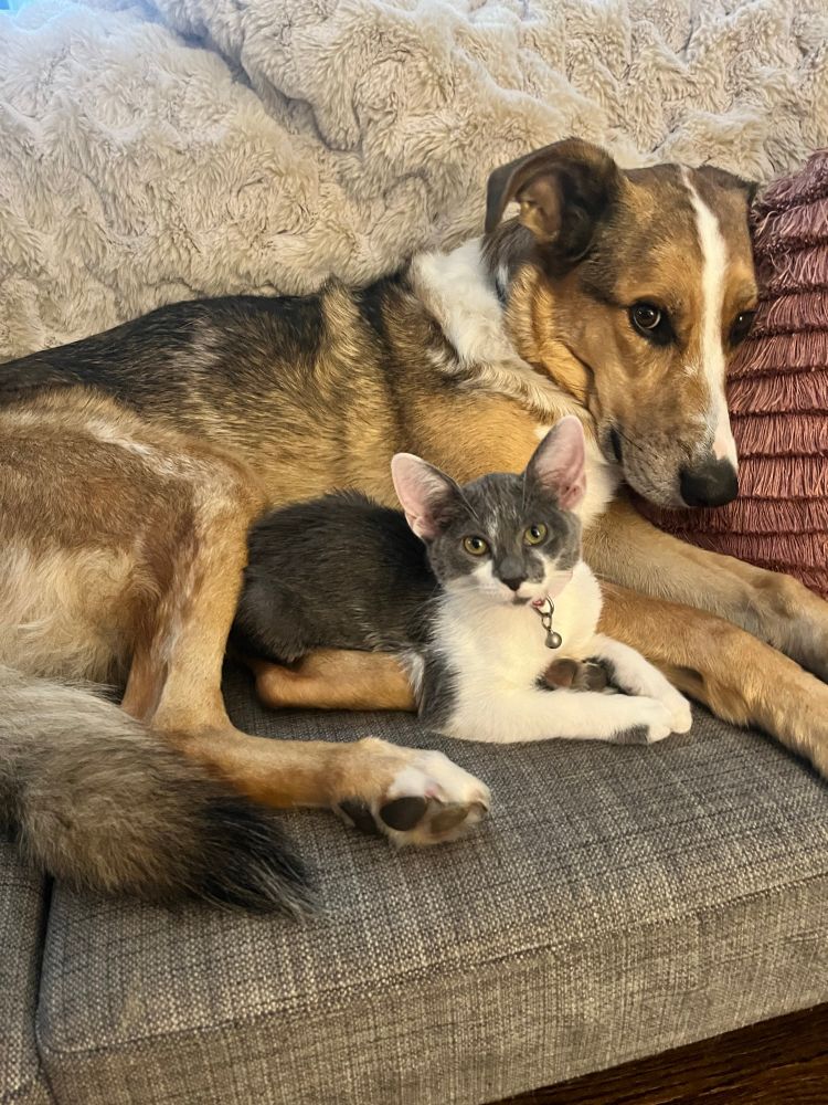 A grey and white 3 pound kitten who looks a little bit like a gremlin snuggles with her caramel colored 80 pound dog. 