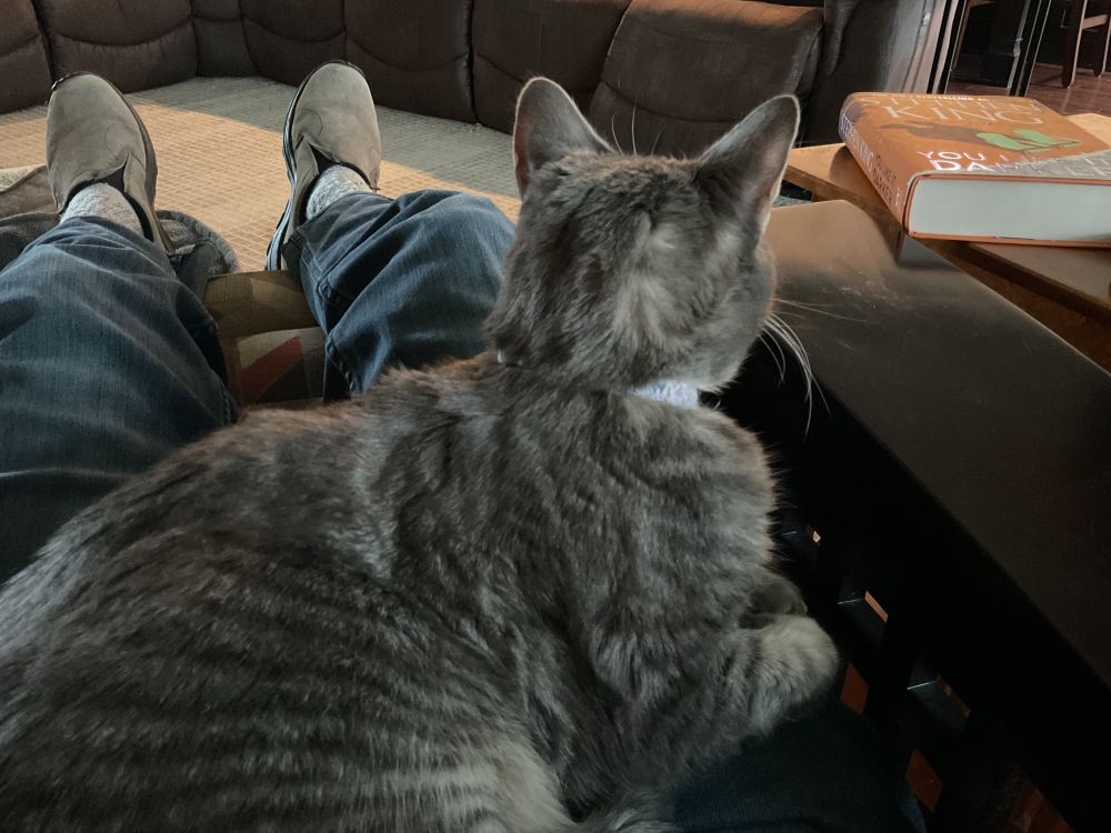 A grey tabby cat sitting on my lap as I catch up on the world. 