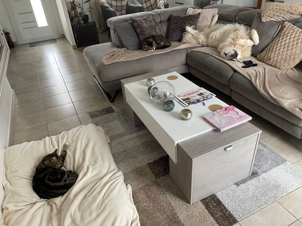 Photo shows one tabby cat asleep on a bed on the left of a low coffee table while on the right of the table is the settee where a second tabby cat and a golden retriever dog are asleep. 