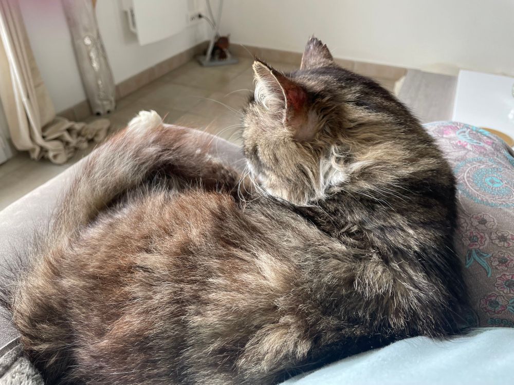 Photo of a long haired tabby cat curled up on its person’s lap. 
