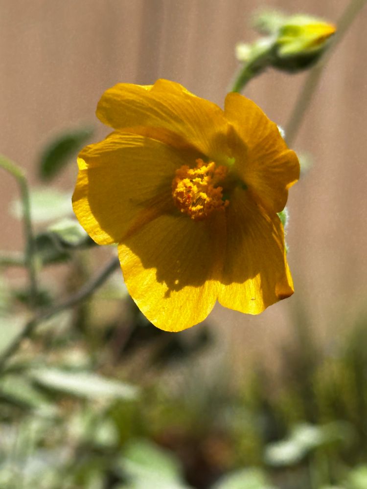 Palmer’s Indian mallow