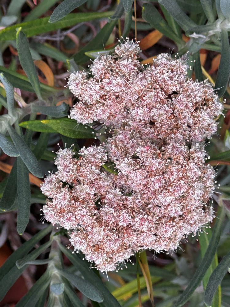 Santa Cruz Island buckwheat