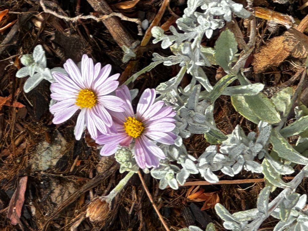 Silver carpet aster