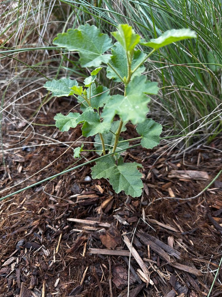 Southern chaparral bushmallow from an absolutely stunning specimen growing along the side of a local road. 