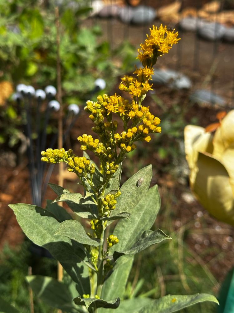 First goldenrod blossom in the butterfly patch
