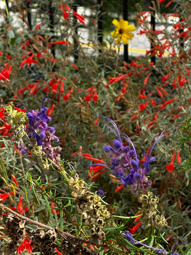 Woolly blue curls, fuchsias, and lone Encelia californica blossom in the back