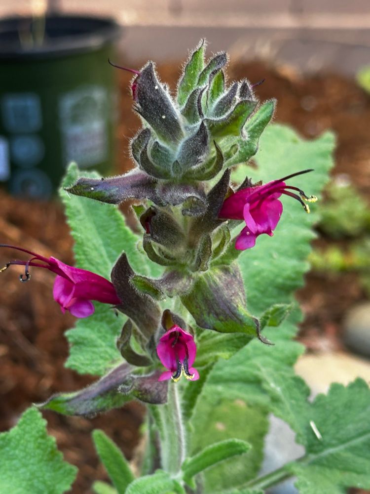 Hummingbird Sage