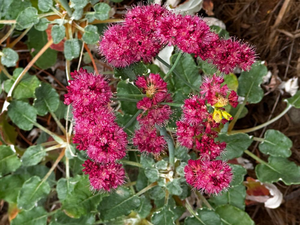 Red-flower buckwheat