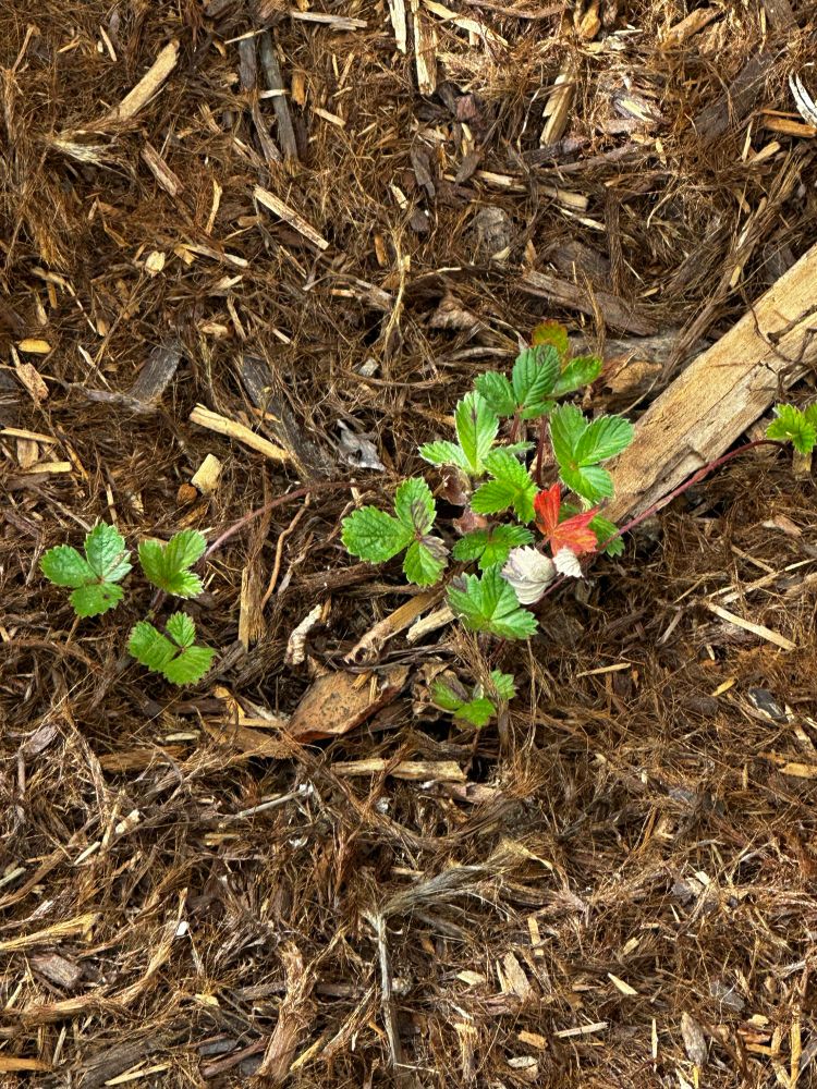 Woodland strawberry (planted in late April, doubled in size)