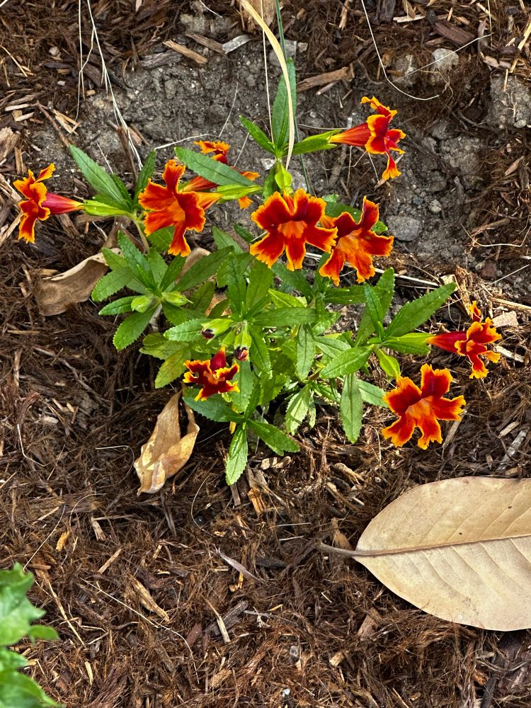 The aforementioned fiesta marigold monkeyflower