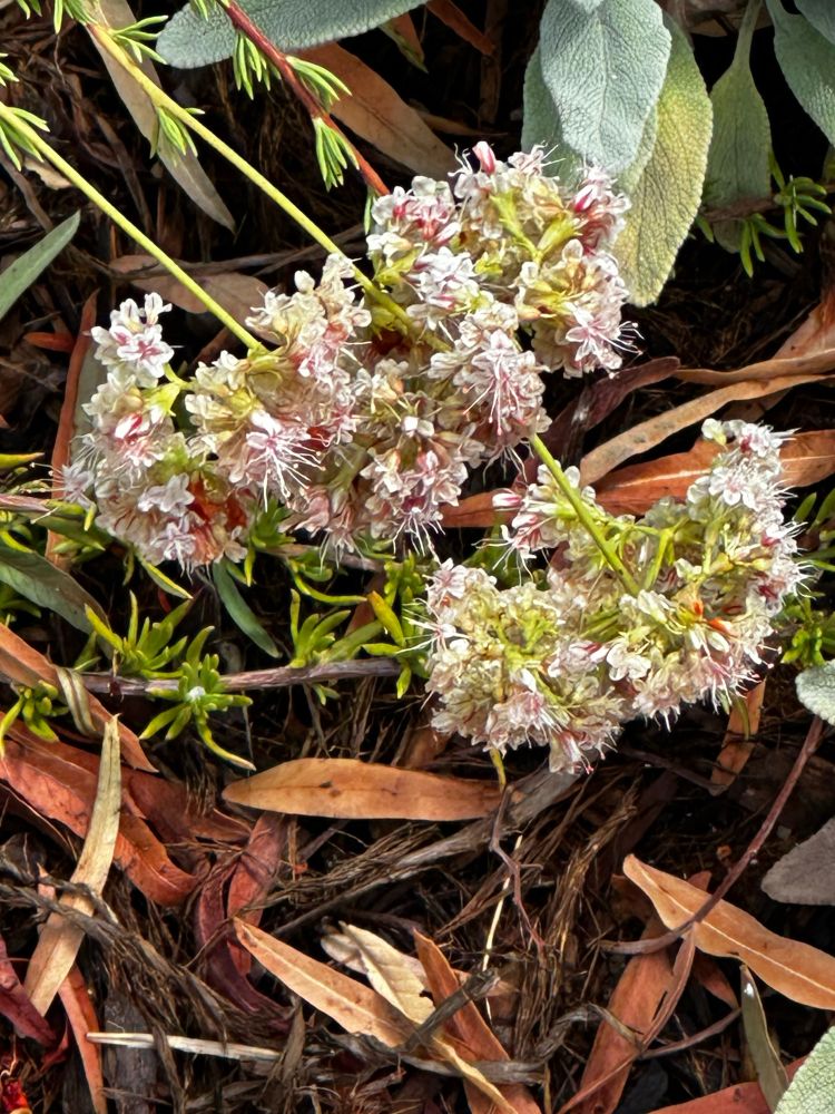 California buckwheat