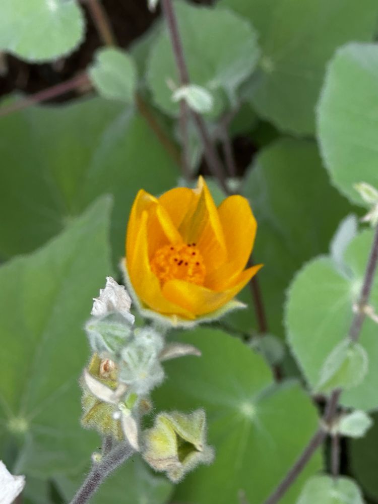 Palmer’s Indian mallow