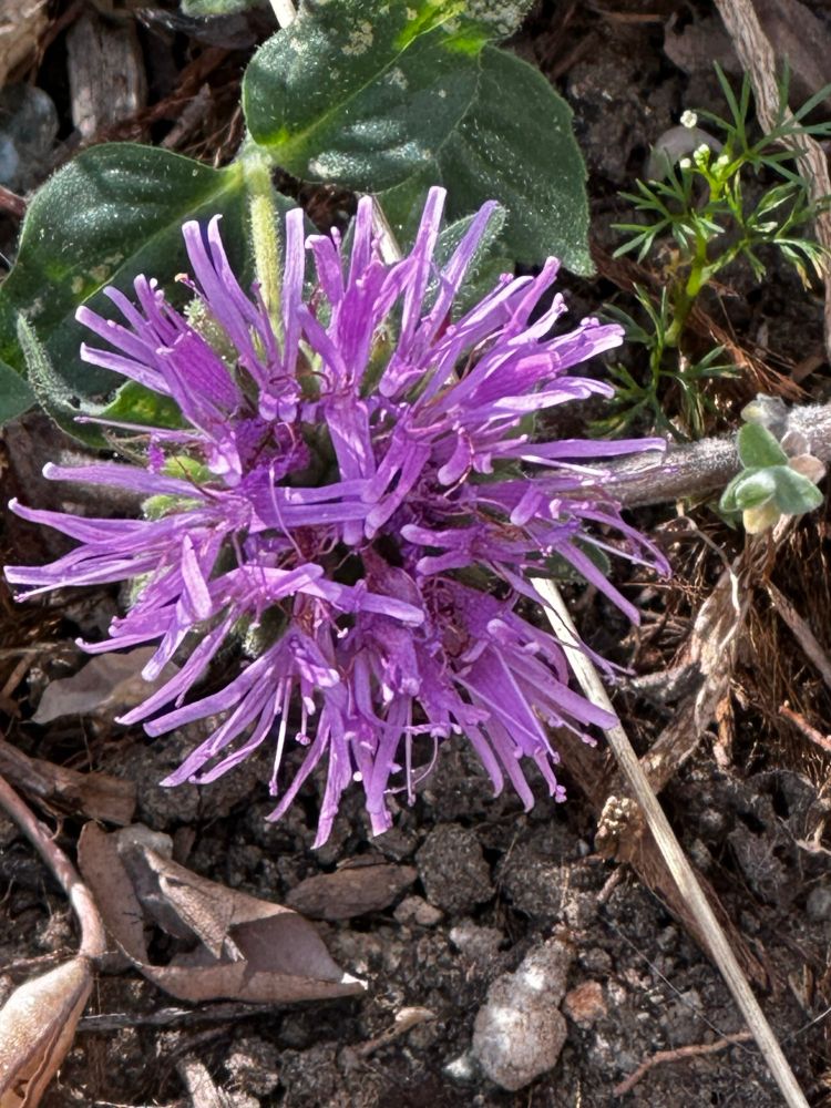 Coyote mint