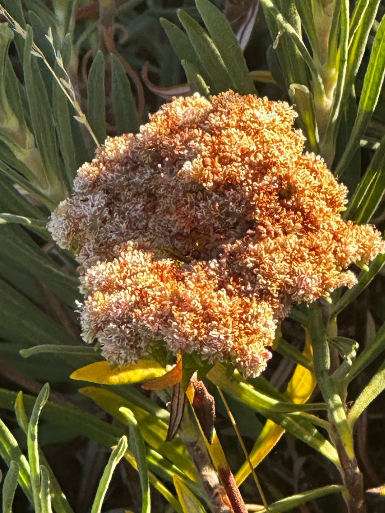 Santa Cruz Island Buckwheat